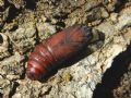 Cerura (Apocerura) erminea